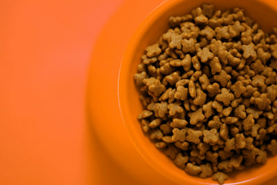 Les meilleures croquettes pour chat disponibles dans une animalerie au Maroc