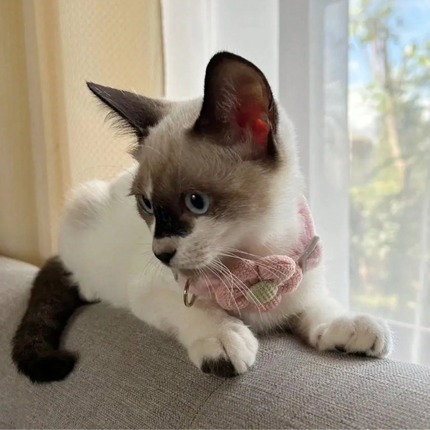 Collier de Chat Sécurité avec Clochette – Réglable & Mignon