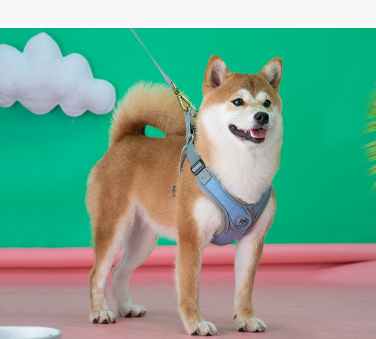 Harnais et laisse pour chien - Ajustement personnalisable