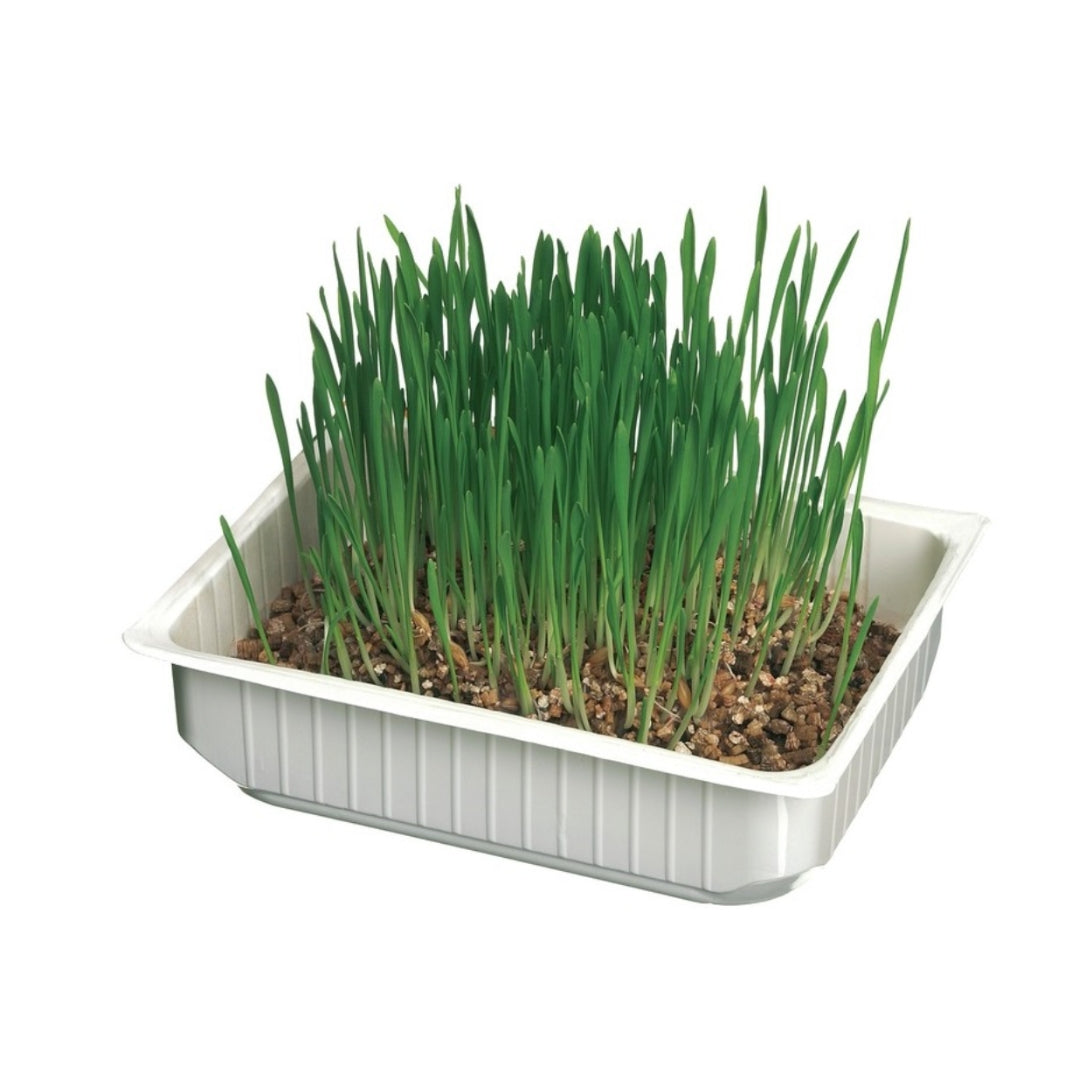 Leo Pet Cat Grass with Coco Fiber – Natural Digestive Support & Hairball Control (100g)