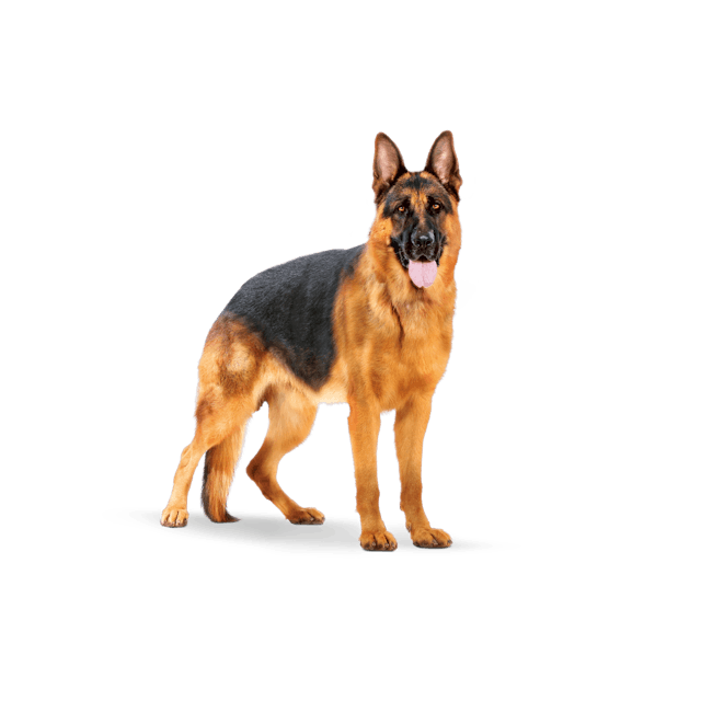 Royal Canin Maxi Adult - Dry Dog Food (4kg,15kg)