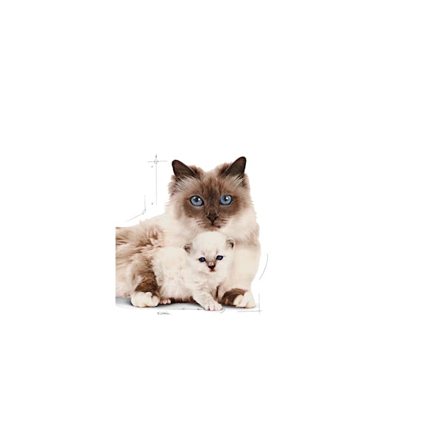 Royal Canin Mother & Babycat - Dry Cat Food (2kg)