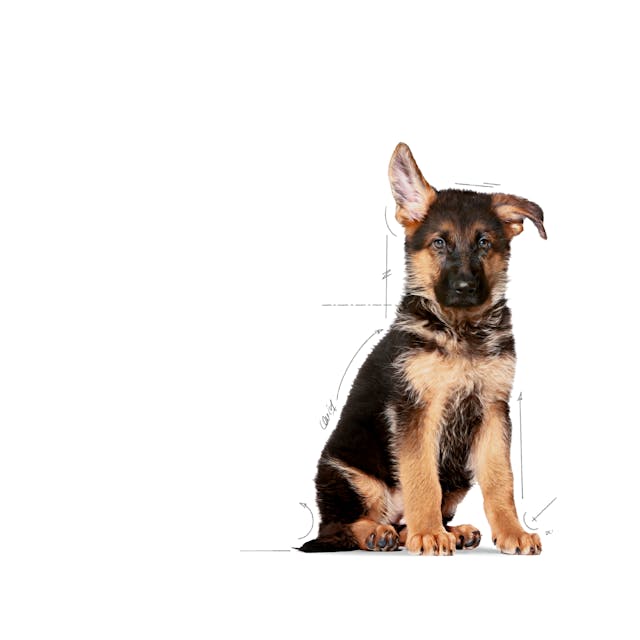 Royal Canin Maxi Puppy - Dry Dog Food (4kg,15kg)