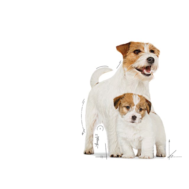 Royal Canin Starter Mother & Babydog Ultra Soft Mousse (195g)