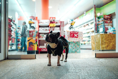 Les meilleurs accessoires disponibles dans une animalerie au Maroc