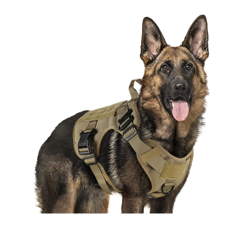 Collier et harnais robustes pour grands chiens