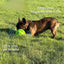 Balle Interactif pour Chien – Bruits Amusants Sans Piles, S’Active en Roulant ou en Secouant