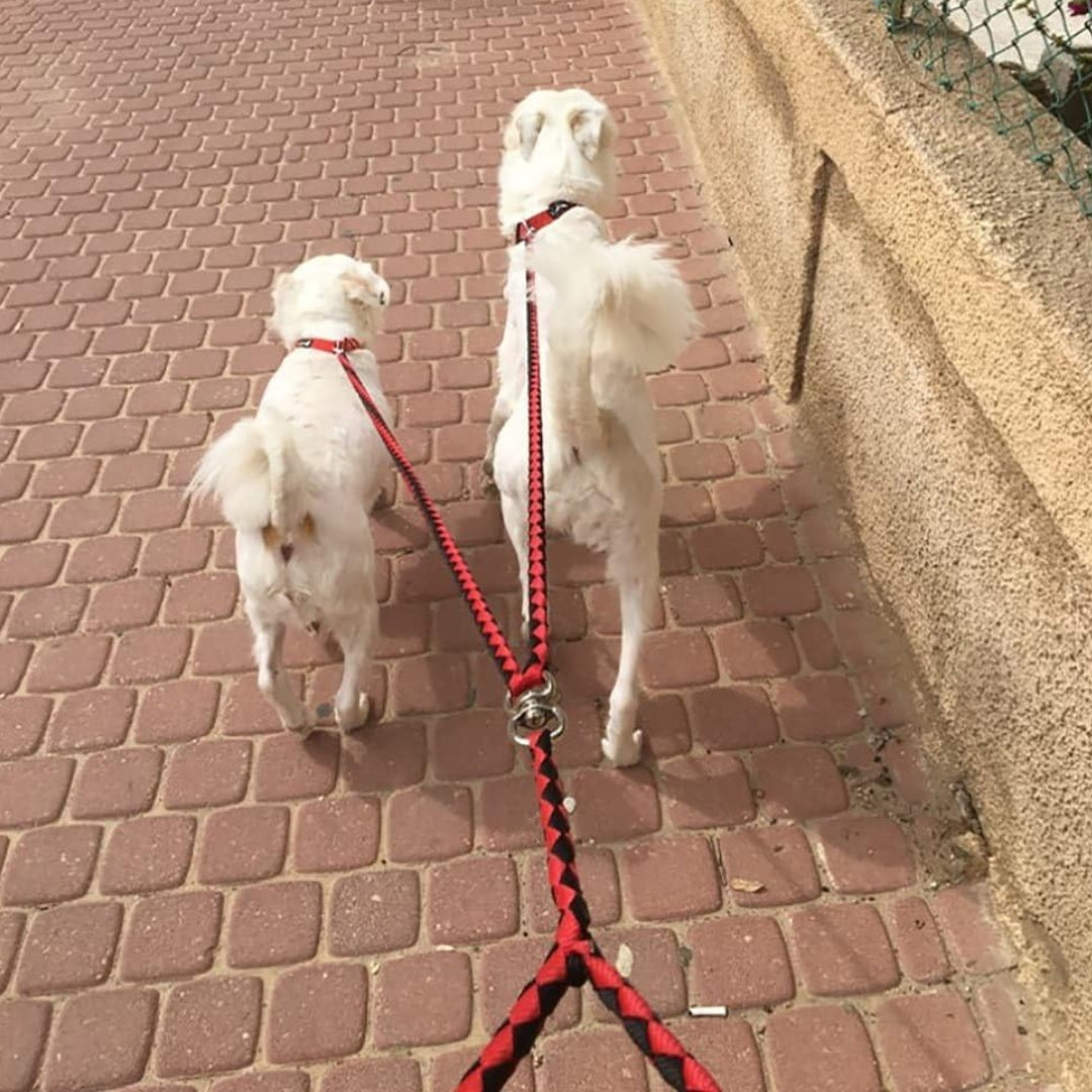 Laisse Double pour Deux Chiens – Système Antienchevêtrement