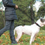 Laisse pour chien – Durable et confortable