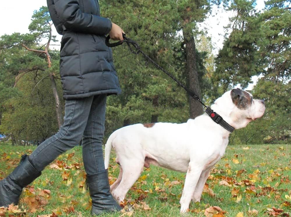 Laisse pour chien – Durable et confortable