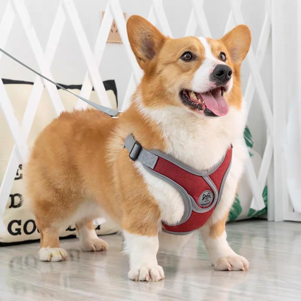 Harnais et laisse pour chien - Ajustement personnalisable
