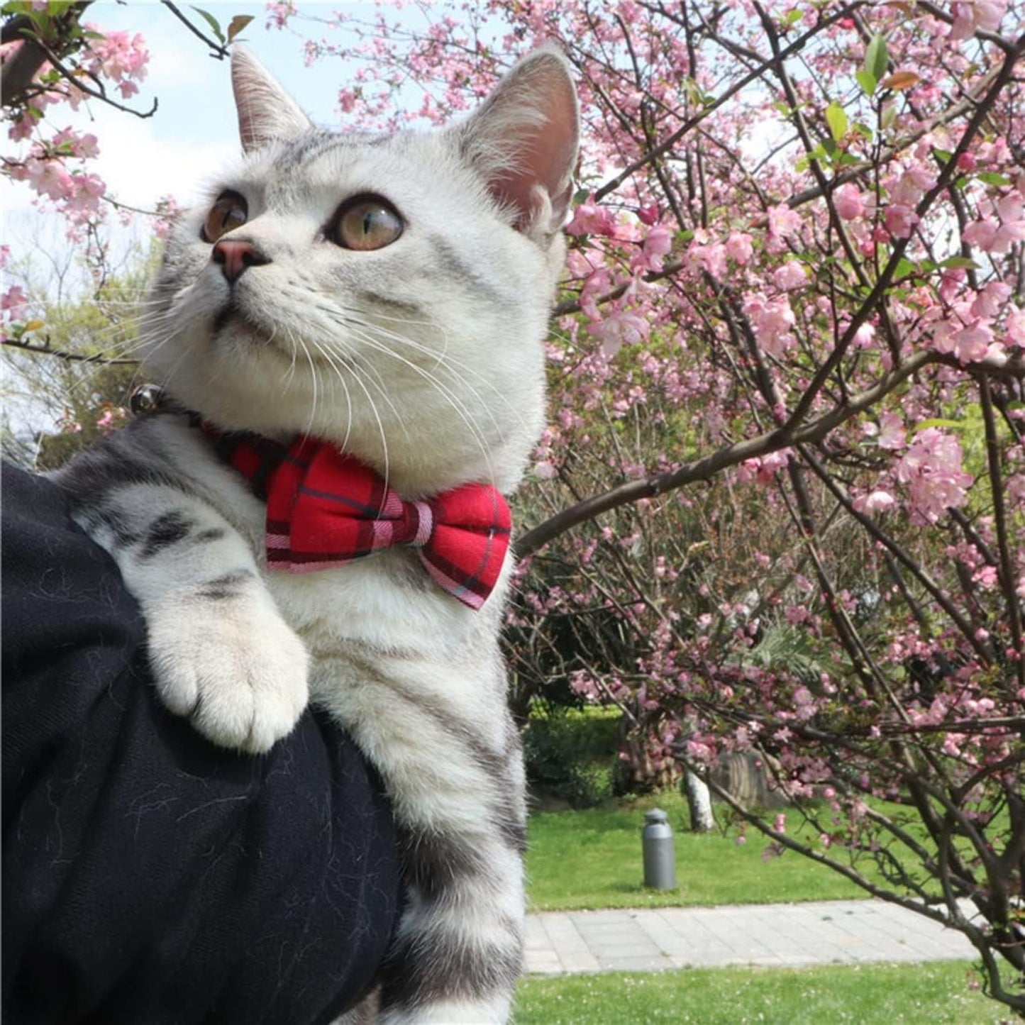 Collier Nœud Papillon pour Animaux – Cravate Réglable avec Clochette
