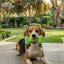 Rubber Dog Chew Toy – Durable Bone Toy with Treat Holder