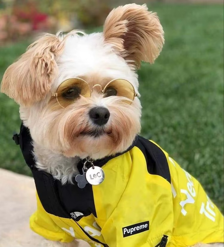 Manteau Imperméable pour Chien – Veste Extérieure Réfléchissante avec Capuche