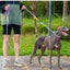 Hands-Free Dog Slip Leash – Adjustable Training Lead with Soft Handle