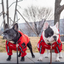 Manteau Imperméable pour Chien – Veste Extérieure Réfléchissante avec Capuche