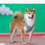 Harnais et laisse pour chien - Ajustement personnalisable