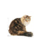 Royal Canin Ageing 12+ in Gravy - Wet Cat Food for Senior Cats (85g)