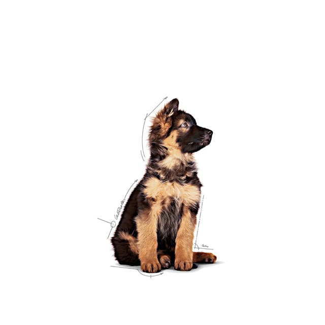 Royal Canin Maxi Puppy Chunks in Gravy - Wet Dog Food (140g)