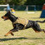 Tactical Dog Harness with Shock-Absorbing Leash – Set