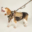 Tactical Dog Harness with Shock-Absorbing Leash – Set